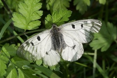 Parnassius mnemosyne