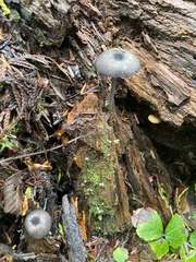 Entoloma serrulatum