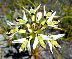 Disa bivalvata