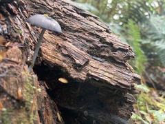 Entoloma serrulatum