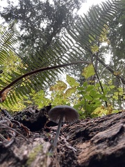 Entoloma serrulatum