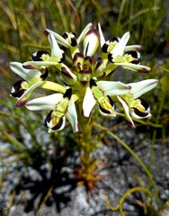 Disa bivalvata