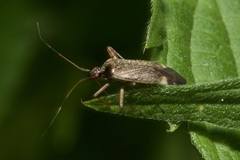 Closterotomus fulvomaculatus