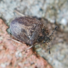 Podops inunctus