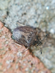 Podops inunctus