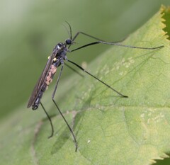 Gnophomyia