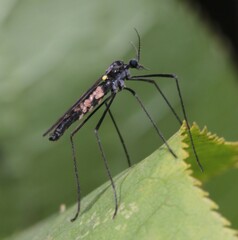 Gnophomyia