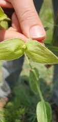Thunbergia atriplicifolia