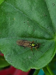 Sargus maculatus