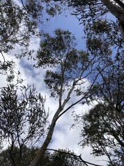 Eucalyptus ovata