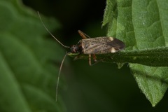 Closterotomus fulvomaculatus