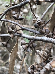 Eucalyptus ovata