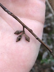 Eucalyptus ovata
