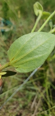 Thunbergia atriplicifolia