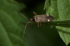 Closterotomus fulvomaculatus