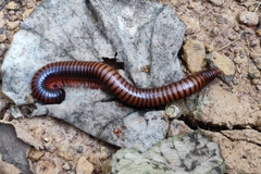 Thyropygus allevatus