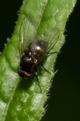 Agromyzinae