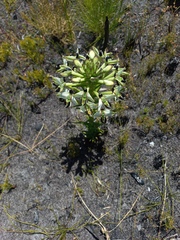 Disa bivalvata