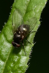 Agromyzinae
