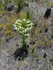 Disa bivalvata
