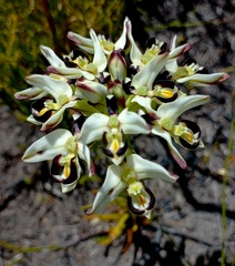 Disa bivalvata