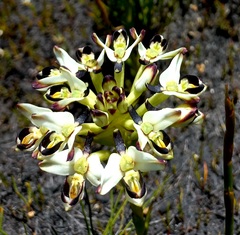 Disa bivalvata
