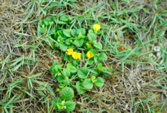 Sida rhombifolia insularis