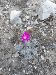 Trichodiadema intonsum