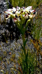 Disa bivalvata