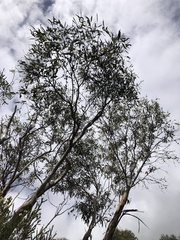 Eucalyptus willisii