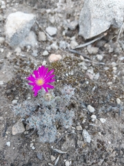 Trichodiadema intonsum