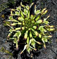 Disa bivalvata