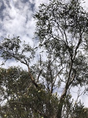 Eucalyptus willisii