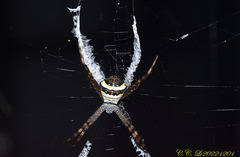 Argiope aetheroides