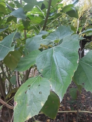 Erythrina crista-galli