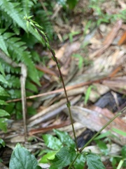 Achyranthes bidentata