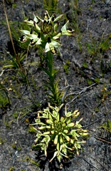 Disa bivalvata
