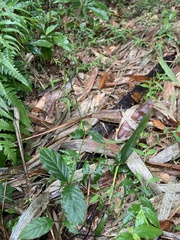 Achyranthes bidentata