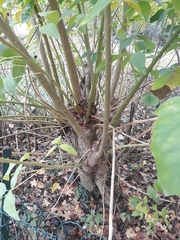 Erythrina crista-galli