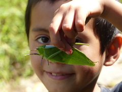 Stilpnochlora quadrata