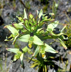 Disa bivalvata
