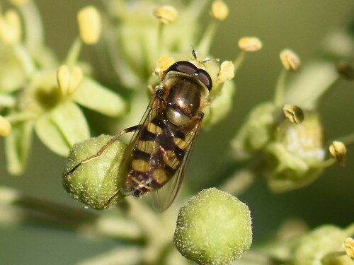 Migrant Hover Fly, Groesbeek, Nieuweweg 65, Nederland, photo 10 of 10