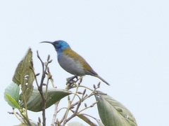 Cyanomitra verticalis