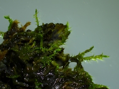 Hygroamblystegium