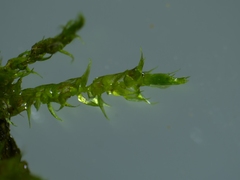 Hygroamblystegium