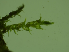 Hygroamblystegium