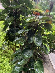 Polyscias scutellaria