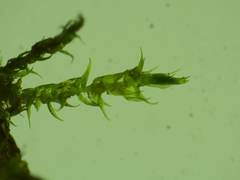 Hygroamblystegium