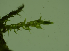 Hygroamblystegium