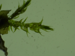 Hygroamblystegium
